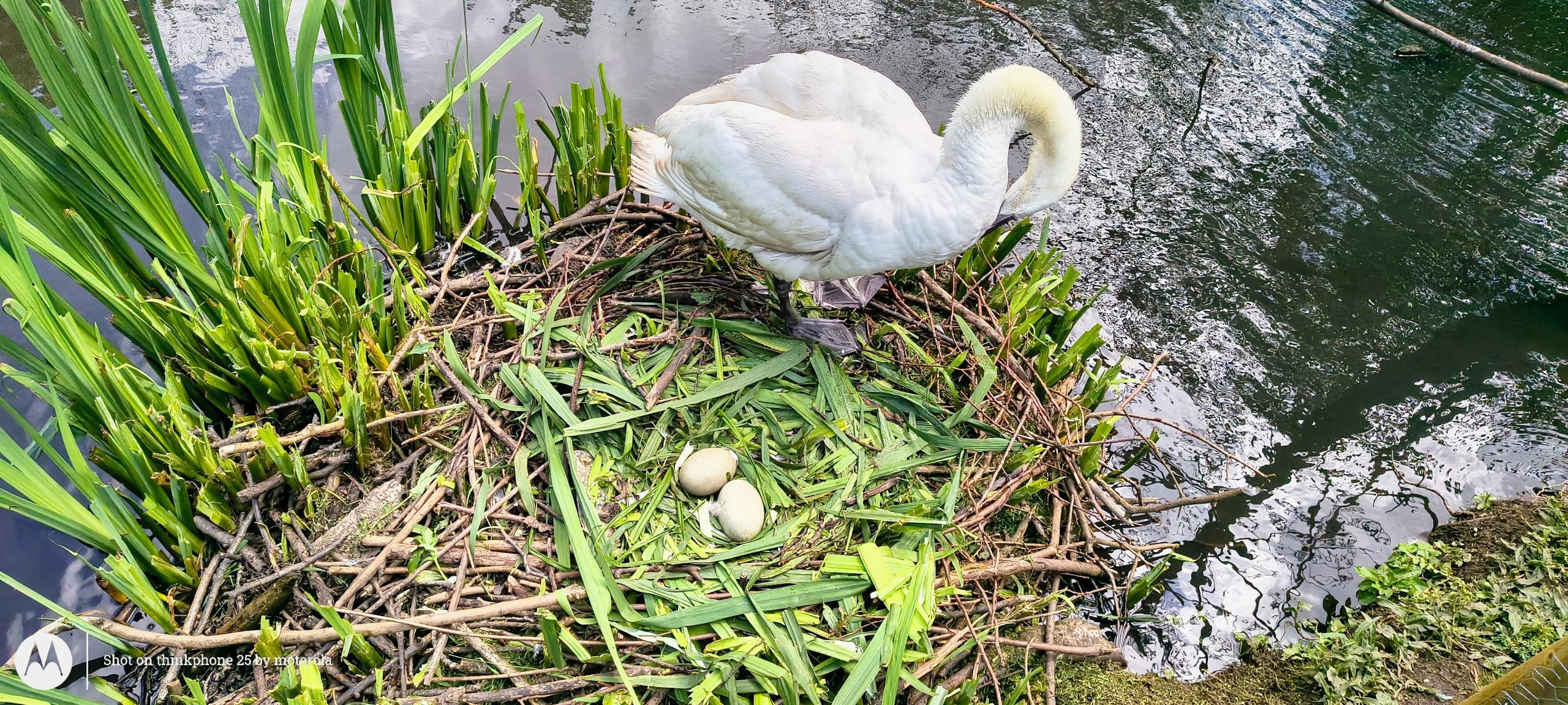 ThinkPhone 25   Review.