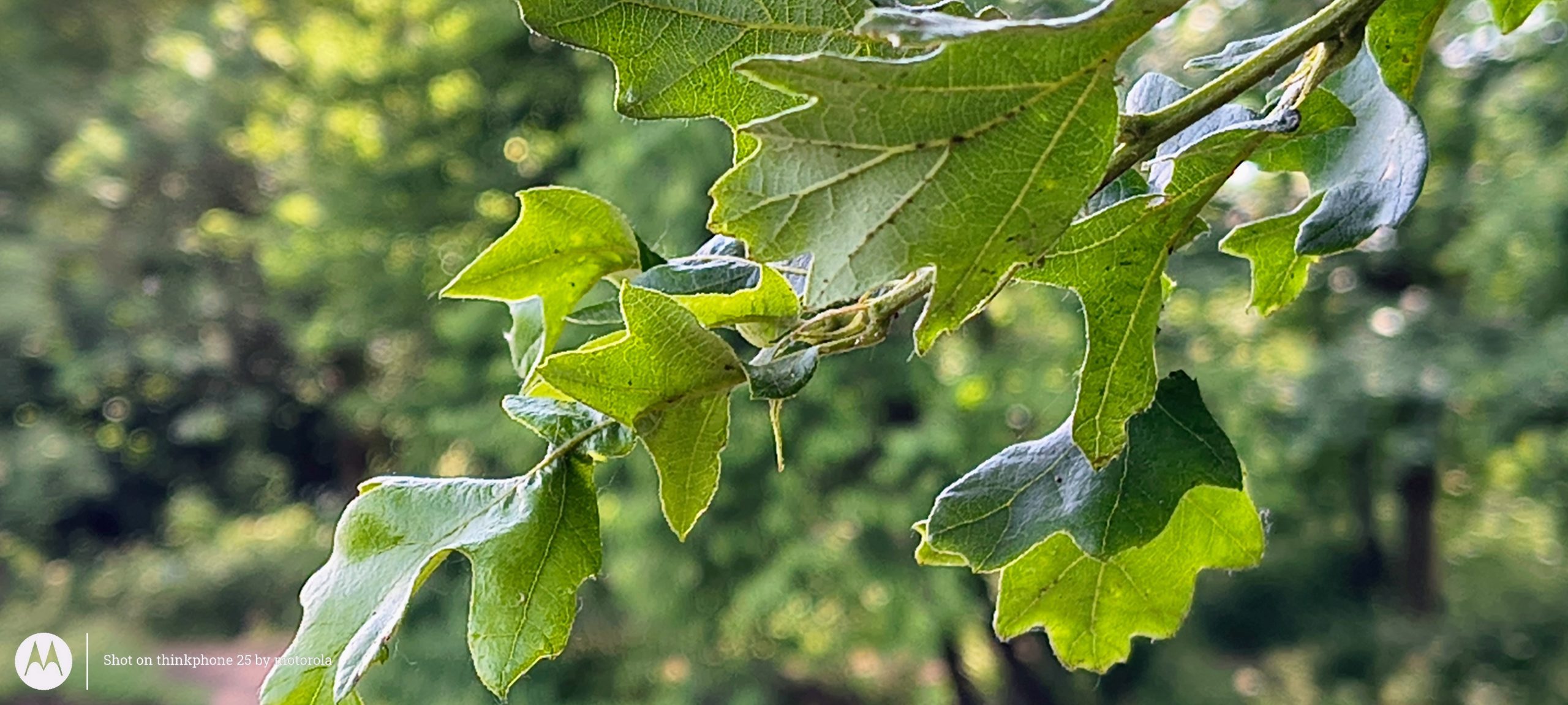 ThinkPhone 25   Review.