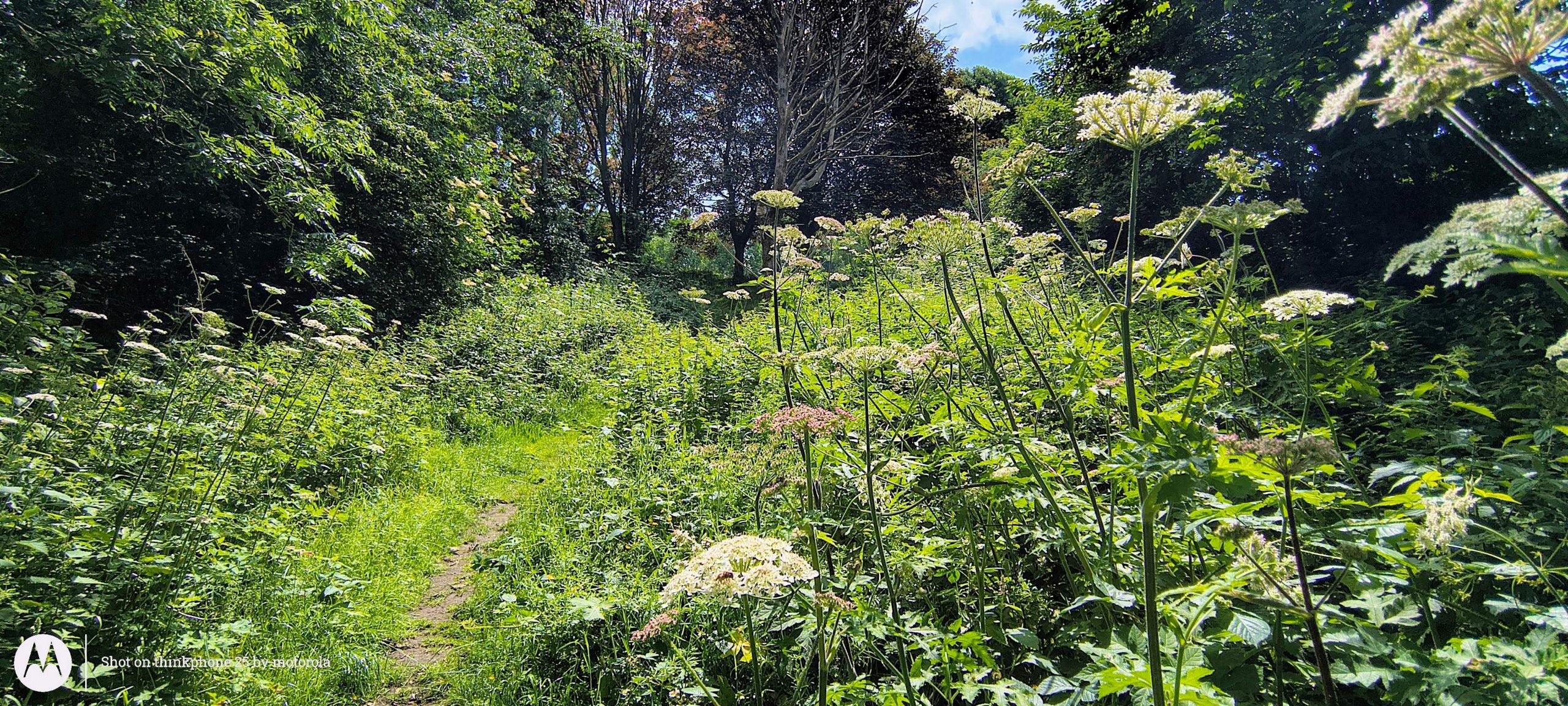 ThinkPhone 25   Review.