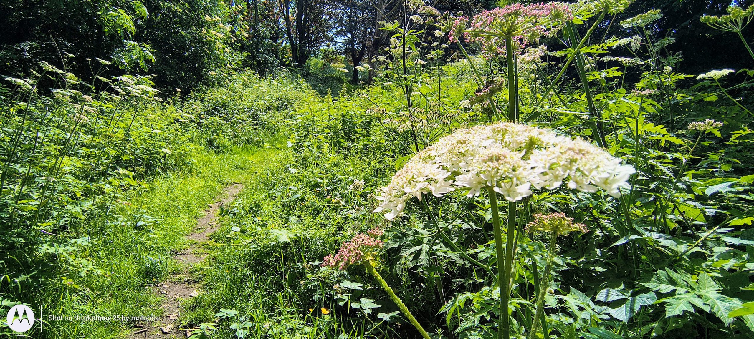 ThinkPhone 25   Review.