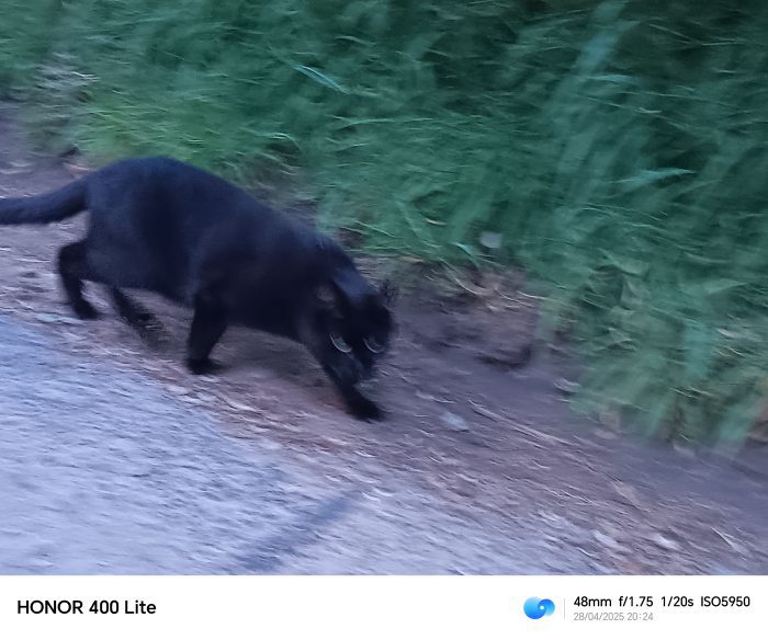 Honor 400 Lite   Review