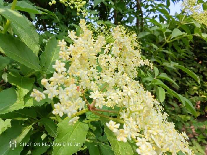 REDMAGIC 10 Air   Review