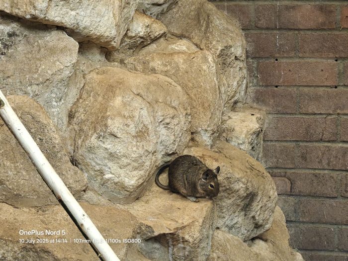 OnePlus Nord 5   Review