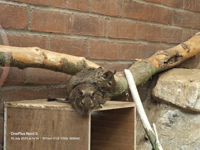 OnePlus Nord 5   Review