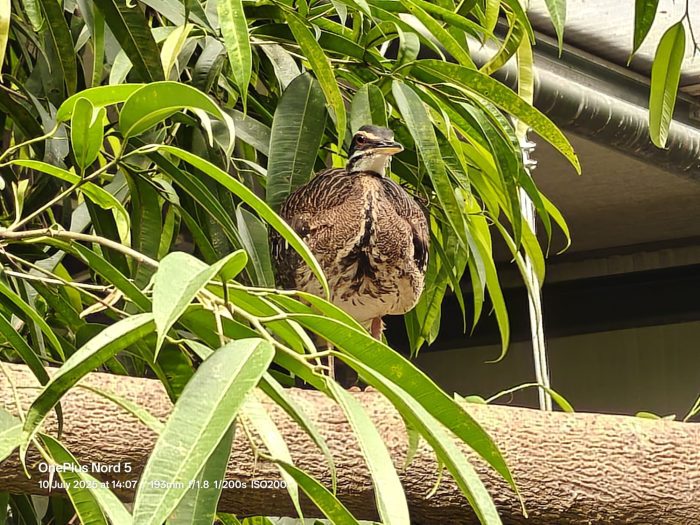 OnePlus Nord 5   Review