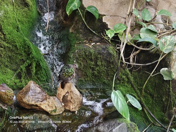 OnePlus Nord 5   Review