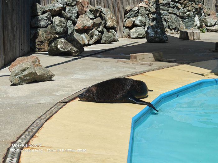 OnePlus Nord 5   Review