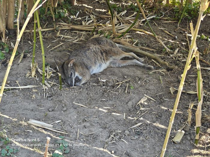 OnePlus Nord 5   Review