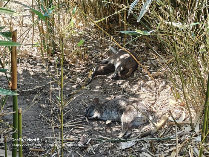 OnePlus Nord 5   Review