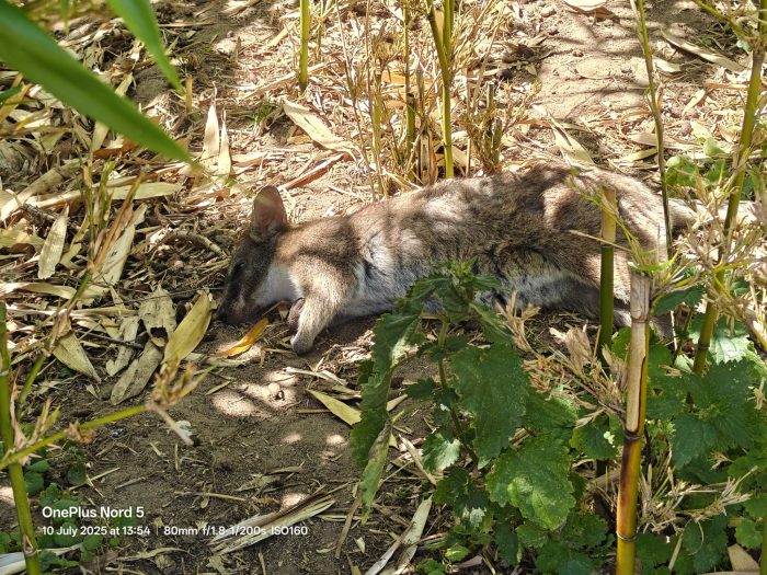 OnePlus Nord 5   Review