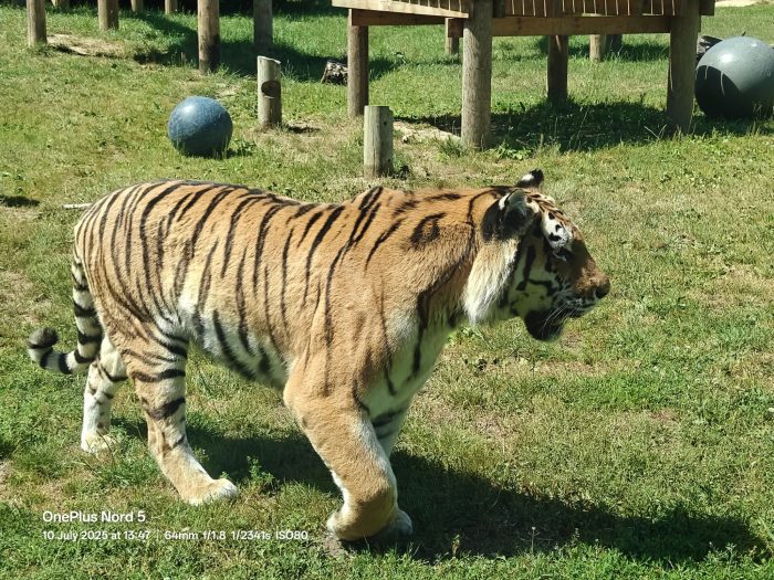 OnePlus Nord 5   Review