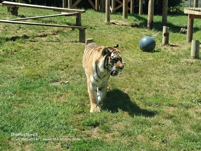 OnePlus Nord 5   Review