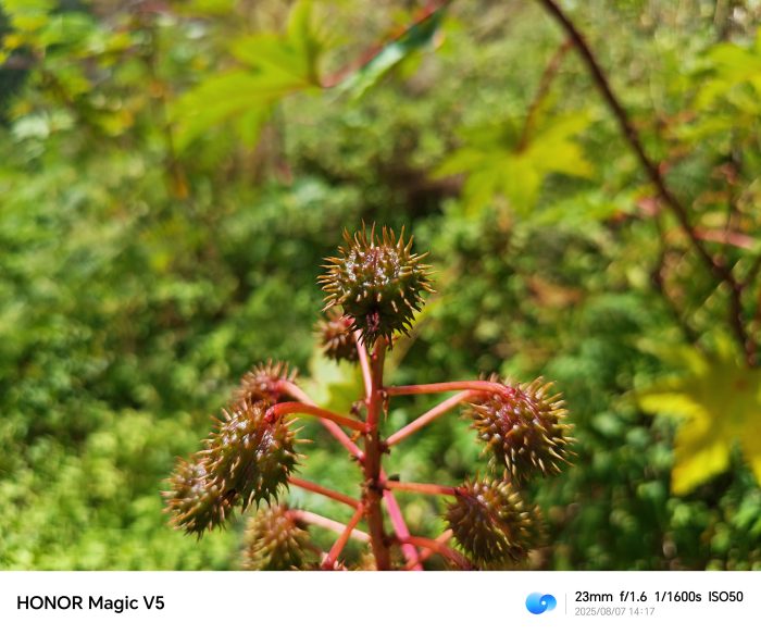 Honor Magic V5   Review