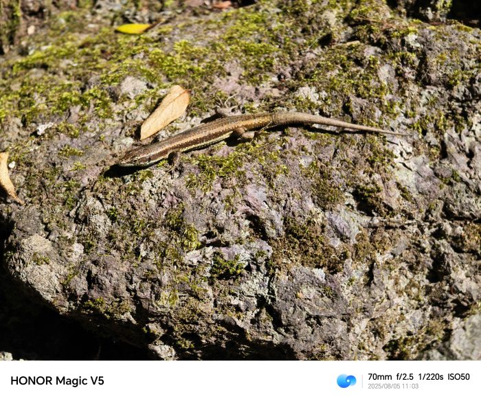 Honor Magic V5   Review