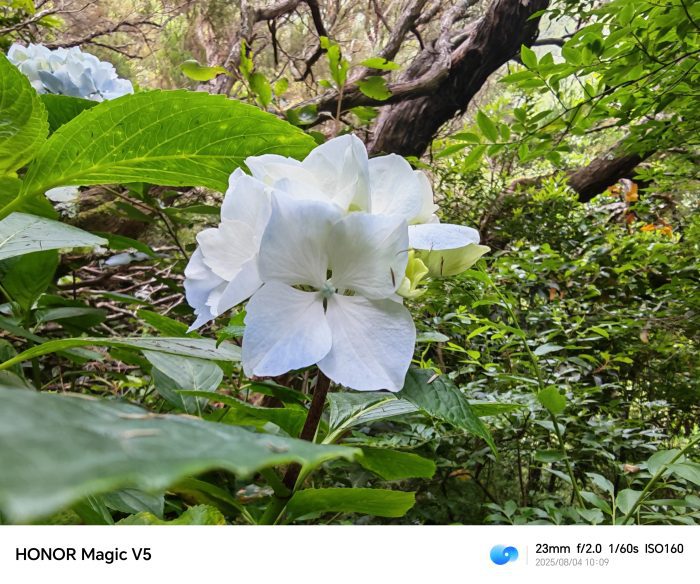 Honor Magic V5   Review